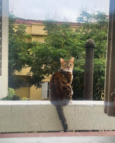 Lost Male Cat last seen rua da graça, bom retiro, Bom Retiro, SP 01125-010