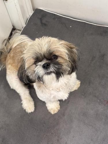 Lost Female Dog last seen Murdock Ave, Queens, NY 11412