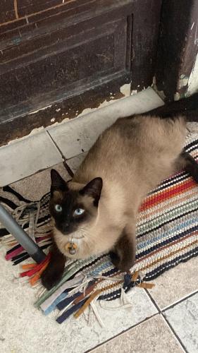 Lost Male Cat last seen Rua blanche, rua carlotta marchisio, av yervant , Americanópolis, SP 04429-300