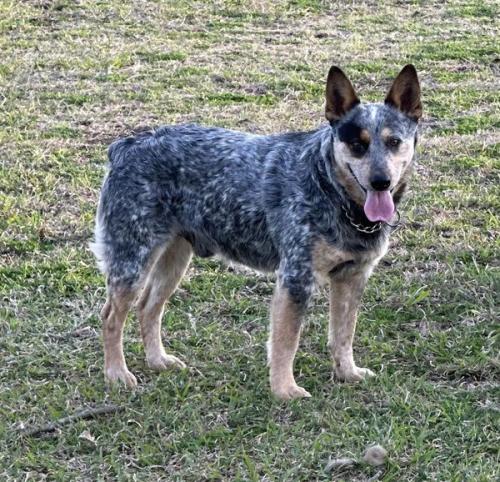 Lost Male Dog last seen Near , Sherman, TX 75092
