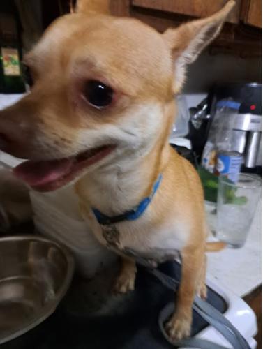 Found/Stray Male Dog last seen Picked up at Hamilton and Central in Orange City 32763, Orange City, FL 32763