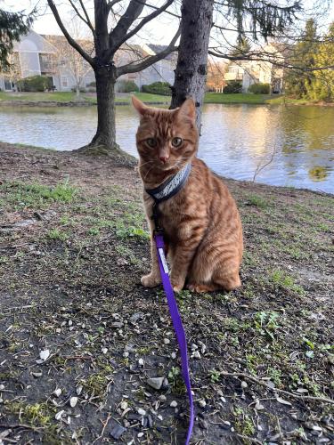 Lost Male Cat last seen Perimeter lakes apmts , Dublin, OH 43017