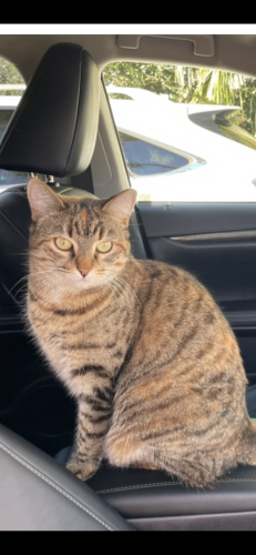 Lost Female Cat last seen Pecan Ave & Bailey St, Harahan, LA 70123