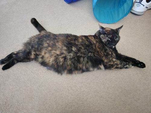 Lost Female Cat last seen Villa trailer park, Flint, MI 48507