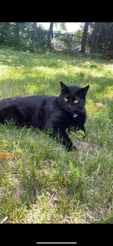Lost Male Cat last seen DeVaux Elementary School , Toledo, OH 43613
