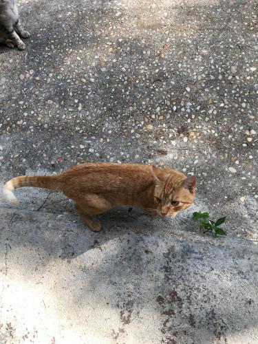 Lost Male Cat last seen E.Owens dr./ Hwy.78, Lincolnville, SC 29485