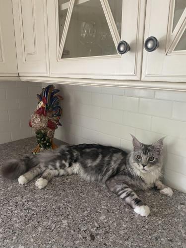 Lost Male Cat last seen Clemens Place , Hartford, CT 06105