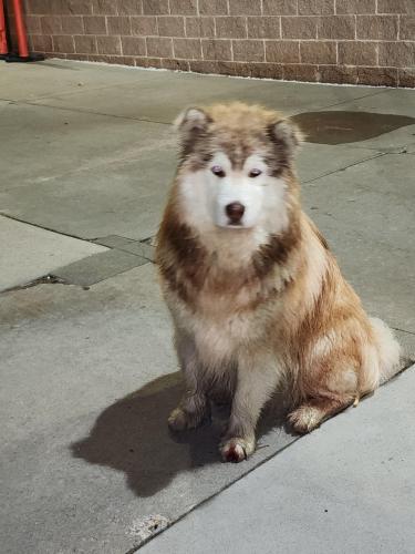Found/Stray Male Dog last seen Alameda and sable , Aurora, CO 80011
