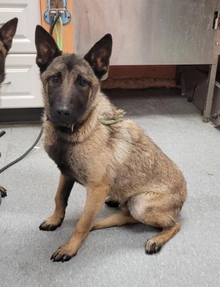 Shelter Stray Male Dog last seen Near BLOCK ROGGE, DETROIT, MI 48234, Detroit, MI 48211