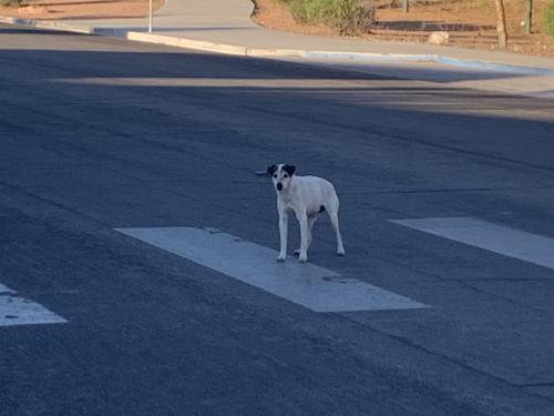 Lost Unknown Dog last seen Ducharme and Villa Monterey Dr, Las Vegas, NV 89145