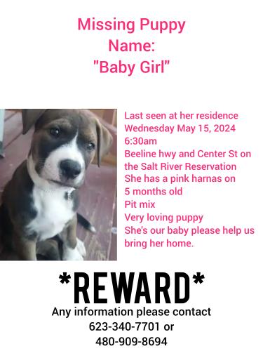 Lost Female Dog last seen Center St between Thomas Rd and Beeline Hwy, Goldfield Ranch, AZ 85264