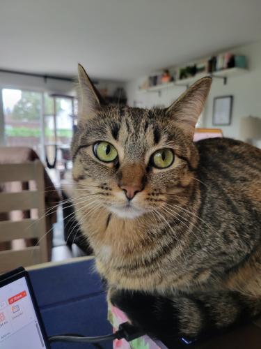Lost Female Cat last seen 25th SW & Cloverdale, Seattle, WA 98106