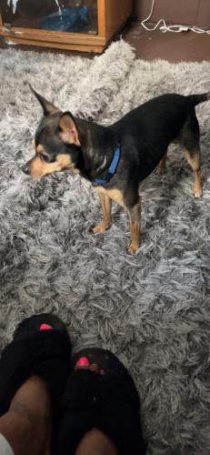 Lost Male Dog last seen Woodland Ave , Cleveland, OH 44104