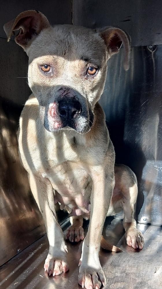 Shelter Stray Female Dog last seen Near Encore Lane, SCOTT, LA, 70583, Lafayette, LA 70507