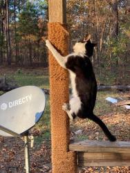 Lost Male Cat last seen Poole Rd, Hoke County, NC 28376