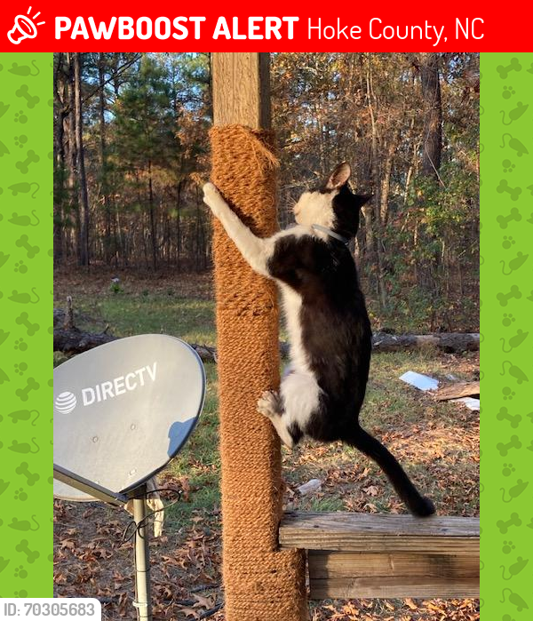 Lost Male Cat last seen Poole Rd, Hoke County, NC 28376