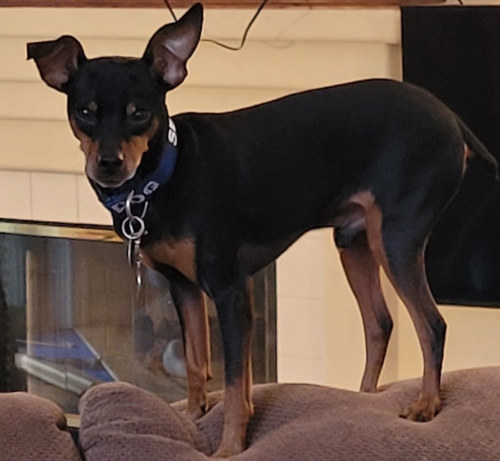 Lost Male Dog last seen Valley Rim Glen & Woodland Valley Glen, Escondido, CA 92026