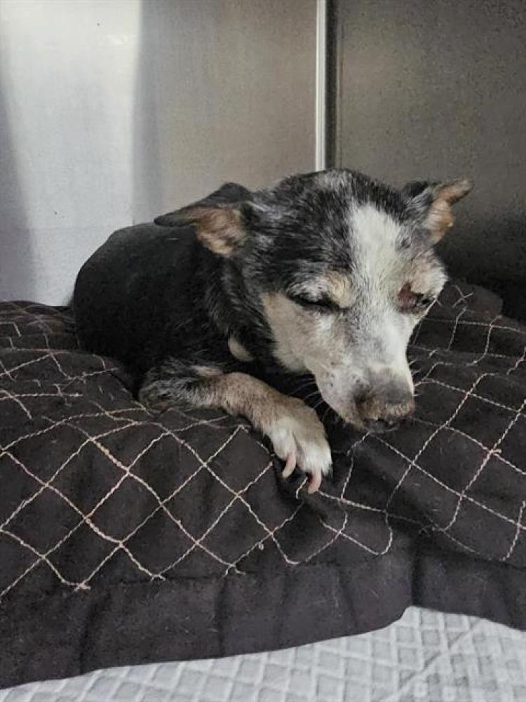 Shelter Stray Female Dog last seen UNION AV / 4TH ST,BAKERSFIELD,CA, Bakersfield, CA 93307