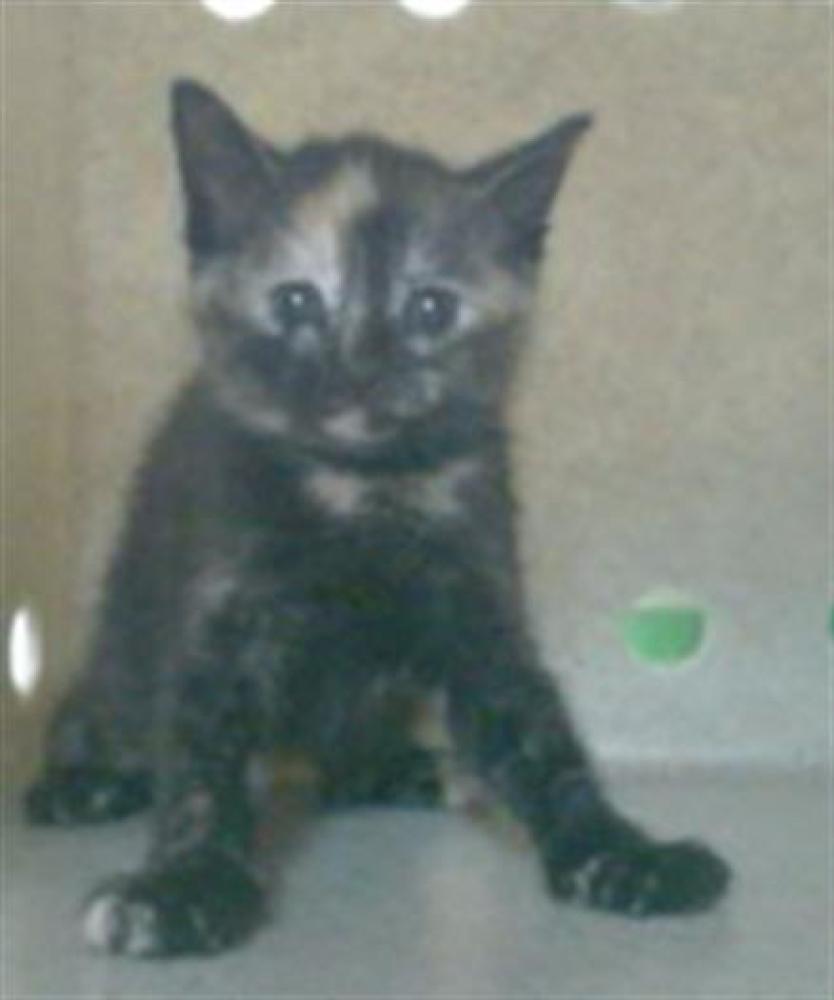 Shelter Stray Female Cat last seen Near BLOCK W BAYAUD AVE, DENVER CO 80223, Denver, CO 80223