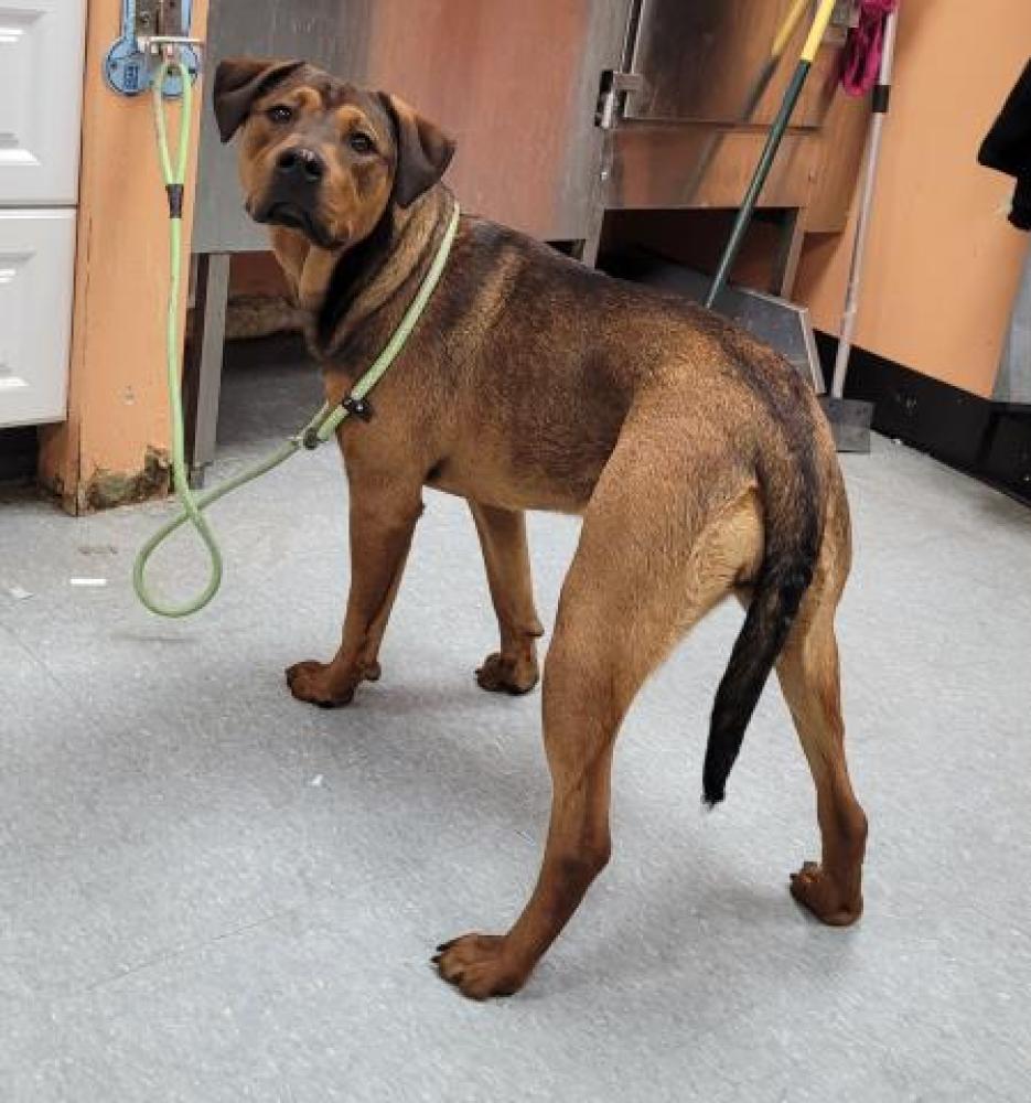 Shelter Stray Female Dog last seen WESTWOOD/SAWYER, DETROIT, MI 48228, Detroit, MI 48211