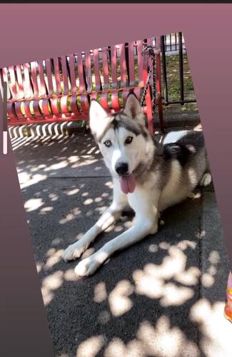 Lost Male Dog last seen Hillside Jamaica Ave , van wyck , Queens, NY 11418