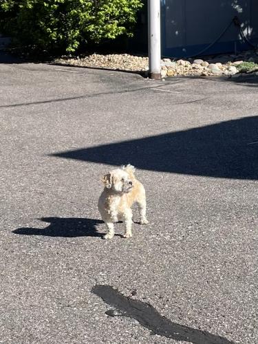 Found/Stray Male Dog last seen In Sausalito community on Worchester Court roaming around, Aurora, CO 80014