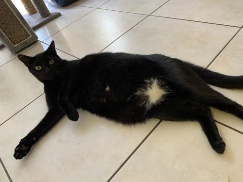 Lost Male Cat last seen Old Grove Ln Port St Lucie FL 34987, Port St. Lucie, FL 34987