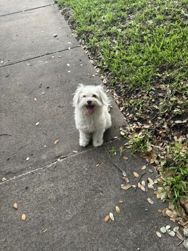 Found/Stray Unknown Dog last seen Freeland Way & Homeway Circle, Dallas, TX 75228