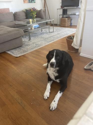 Lost Male Dog last seen Stewart and 77th , Los Angeles, CA 90045