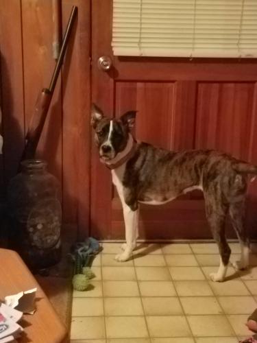 Lost Female Dog last seen Near Bethany Rd Boones Mill VA 24065, Boones Mill, VA 24065