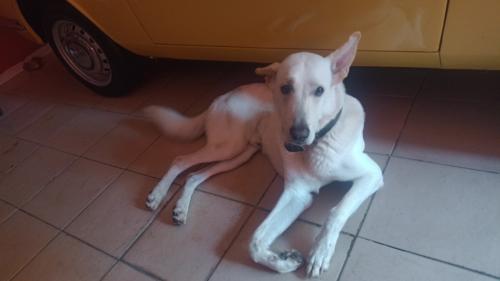 Lost Male Dog last seen Av pedroso de Moraes , Pinheiros, SP 05420-010