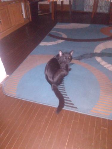 Lost Male Cat last seen Stewart and Cleveland street in desmoines, Des Moines, IA 50316