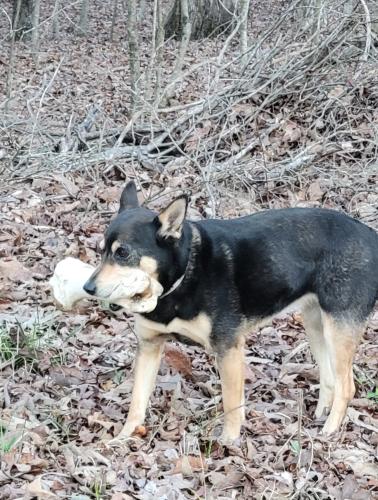 Lost Female Dog last seen Sand Springs Road Texas Valley Road , Rome, GA 30165