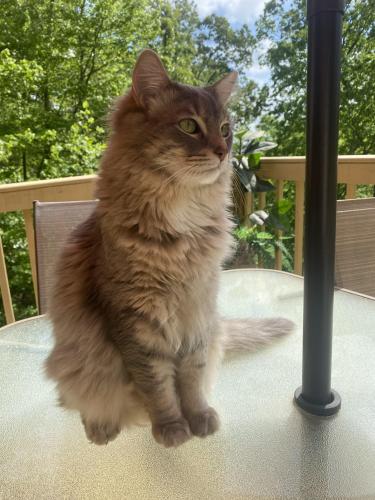 Lost Male Cat last seen taylor town rd NE and T johnson Rd, Ranger, GA 30734