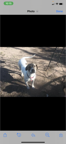 Lost Female Dog last seen Bradford, San Angelo, TX 76903