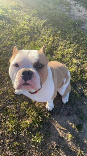 Lost Male Dog last seen Midway Pentecostal Holiness Church, Erwin, NC 28339