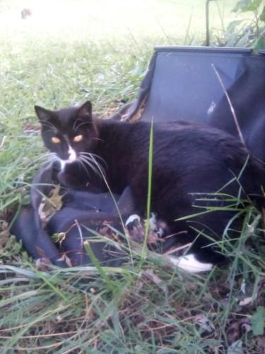 Lost Male Cat last seen Near cypress avenue, Dublin, VA 24084
