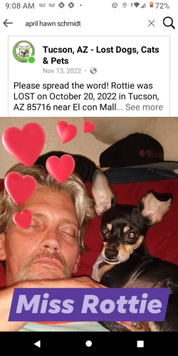 Lost Female Dog last seen El con mall, Tucson, AZ 85716