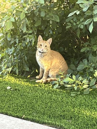 Lost Male Cat last seen Hidden Palms/Paulson, Las Vegas, NV 89123