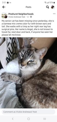 Lost Female Cat last seen El Chaco , Baytown, TX 77521
