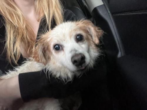 Found/Stray Female Dog last seen Peavy and Province ln , Dallas, TX 75218