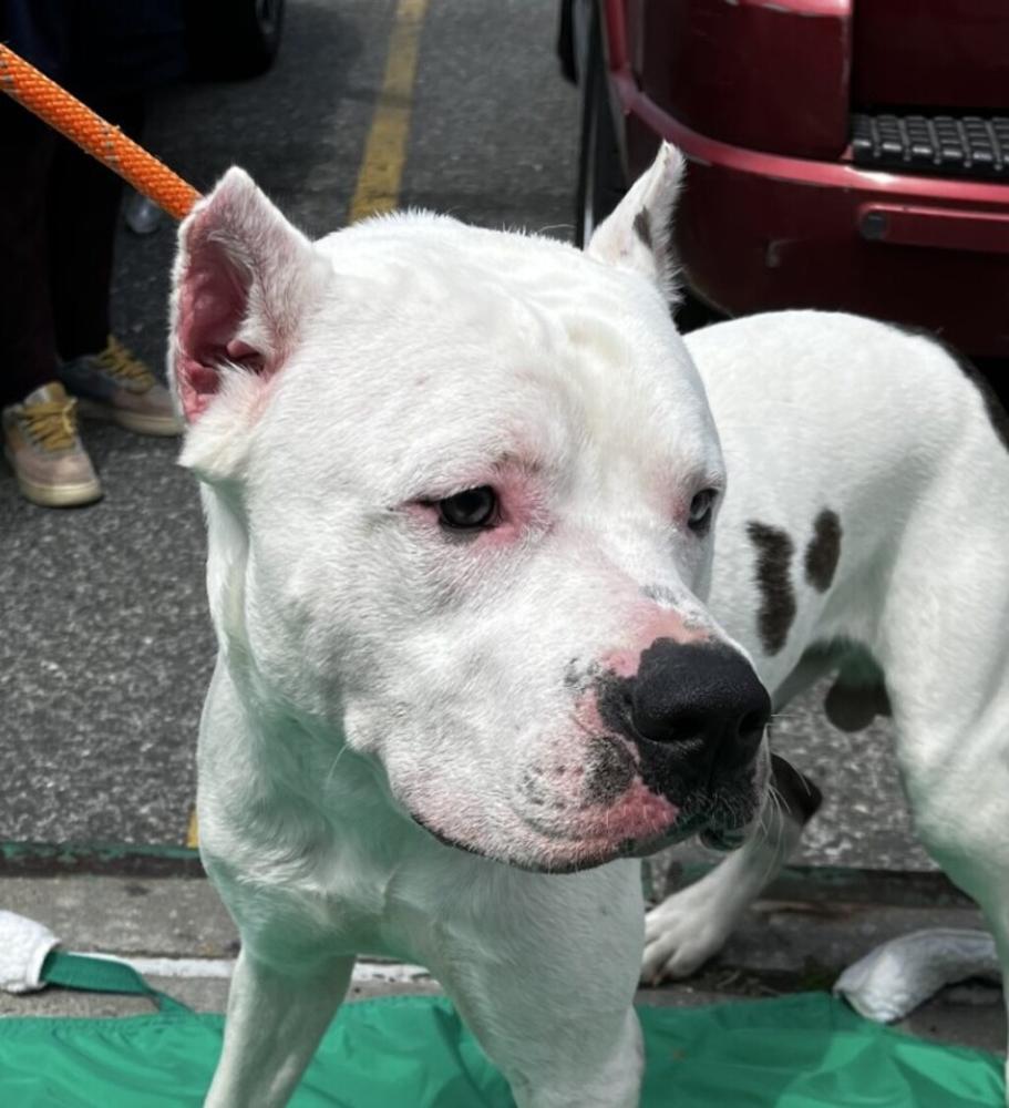 Shelter Stray Male Dog last seen Near Nostrand Avenue, BROOKLYN, NY, 11226, New York, NY 11208