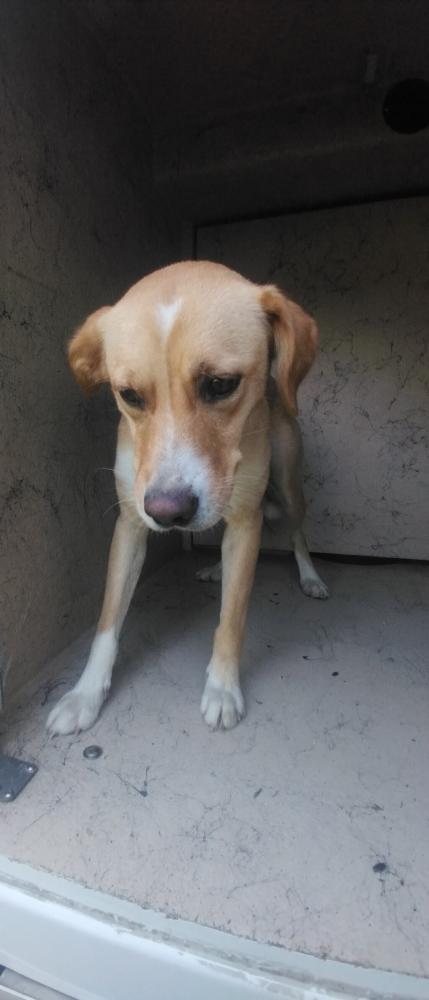 Shelter Stray Female Dog last seen Near Leger Road, RAYNE, LA, 70578, Lafayette, LA 70507