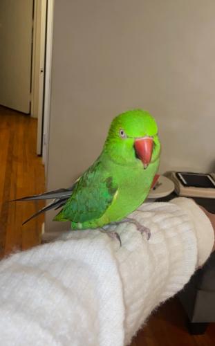 Lost Female Bird last seen Greenfield and Ford rd area, Dearborn, MI 48126