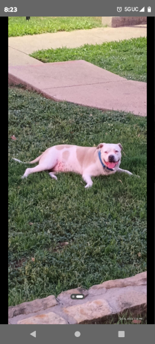 Lost Male Dog last seen John t white, Fort Worth, TX 76120