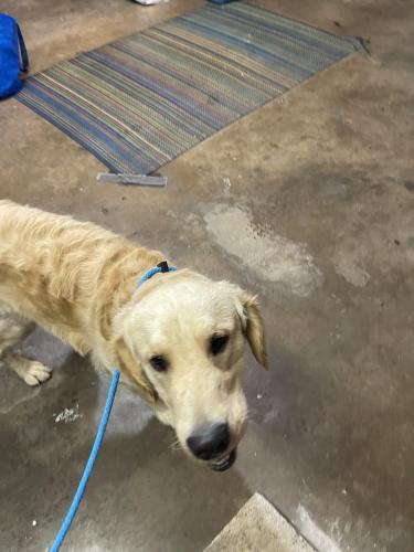 Found/Stray Male Dog last seen Woodland West, Arlington, TX 76013