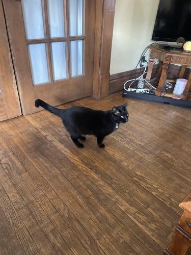 Lost Male Cat last seen Near south medina line rd, Wadsworth, OH 44281