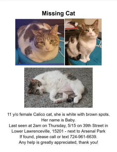 Lost Female Cat last seen Arsenal Park, Pittsburgh, PA 15201