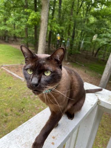 Lost Male Cat last seen Mill hse Lane, Doughton Rd., Durham County, NC 27503