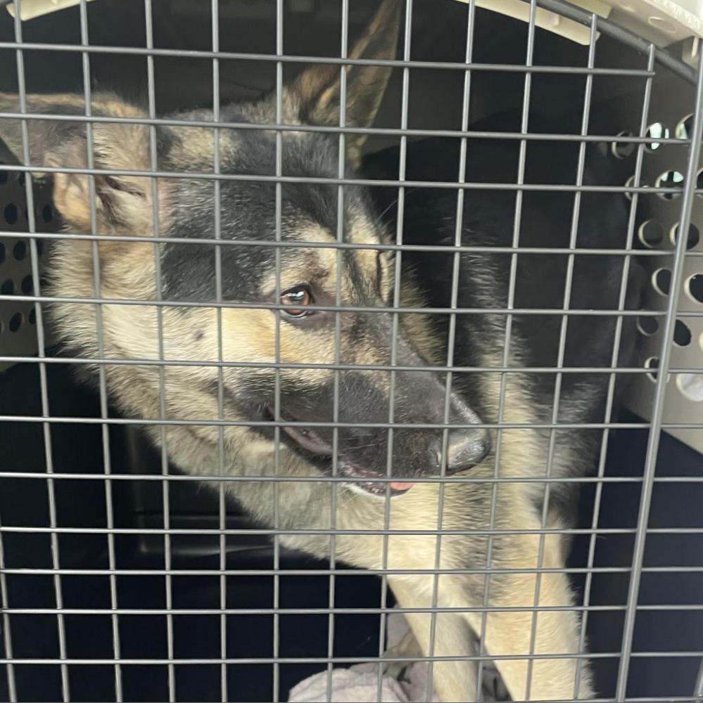Shelter Stray Female Dog last seen , Dickinson, TX 77539